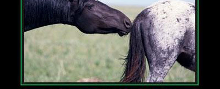 Horsing Around the Wrong End
